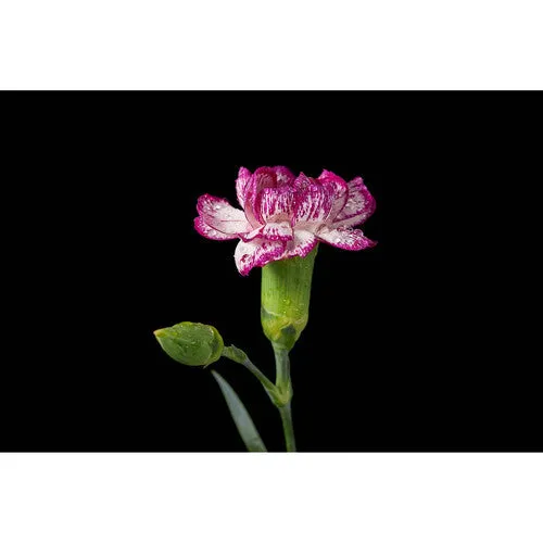 Godox Mf12 Macro Flash